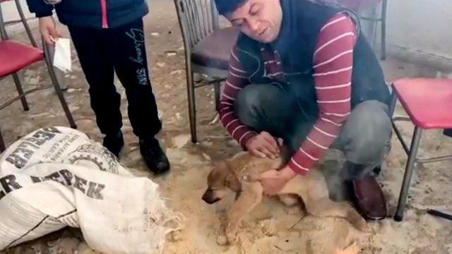İnsanlık ölmemiş dedirten davranış! Donmak üzere olan yavru köpeği hayatta tuttular
