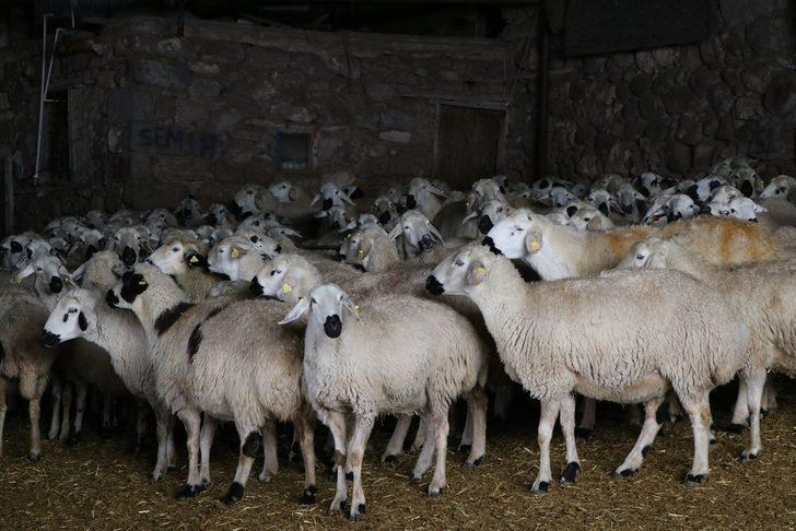 Akkaraman koyunları üreticisine yüzde 22 gelir artışı sağladı G1