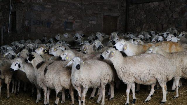 Akkaraman koyunları üreticisine yüzde 22 gelir artışı sağladı