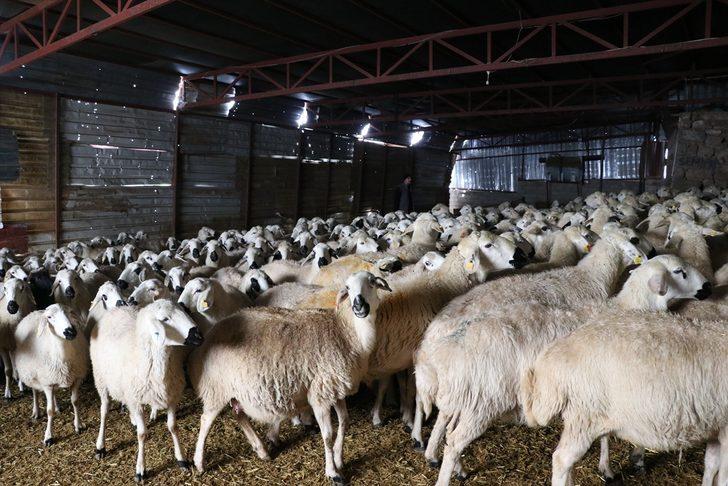 Akkaraman koyunları üreticisine yüzde 22 gelir artışı sağladı G3