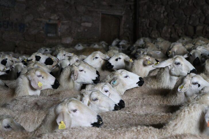 Akkaraman koyunları üreticisine yüzde 22 gelir artışı sağladı G4