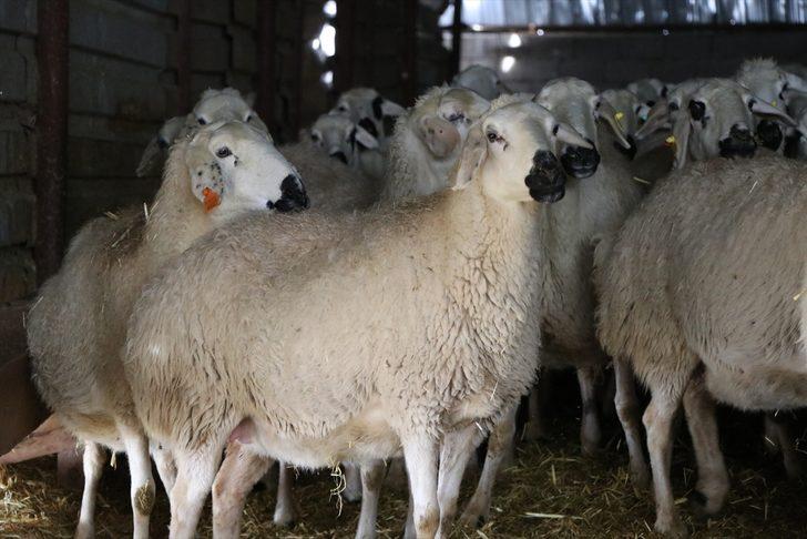 Akkaraman koyunları üreticisine yüzde 22 gelir artışı sağladı G5