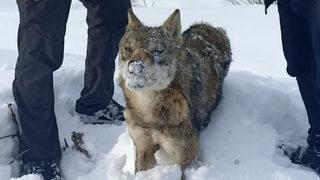 Sivas'ta karlı arazide donmuş kurt bulundu