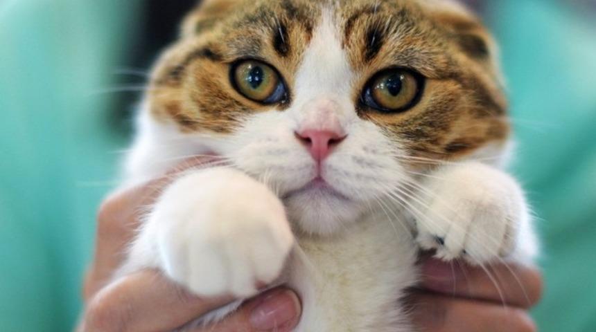 ABD'de kedi katiline 16 yıl hapis cezası