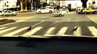 Samsun'da ilginç anlar! Yaya geçidinden yürüyerek geçen karga şaşırttı