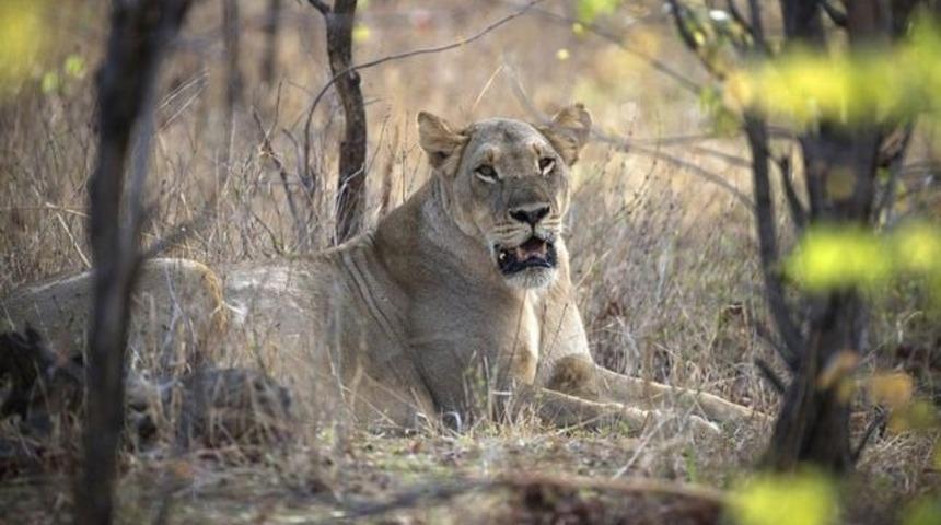 Zimbabve'de 10 yaşındaki bir kıza tuvaletini yaparken aslan saldırdı