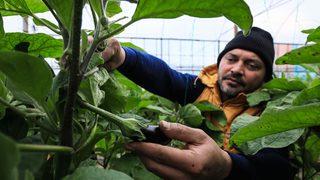 En pahalı sebze! İşte sebebi... Fiyatlar ne zaman düşecek?