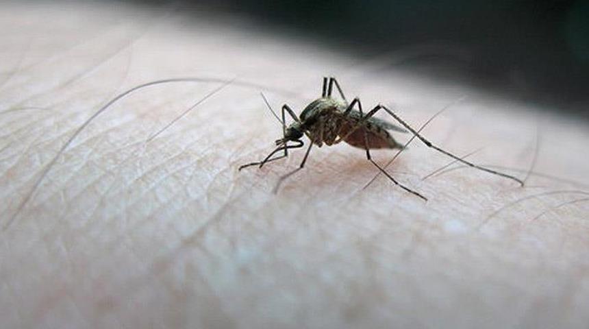 Bu kıyafetleri giyiyorsanız dikkat! Sivrisineklerle ilgili şaşırtan araştırma