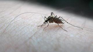 Bu kıyafetleri giyiyorsanız dikkat! Sivrisineklerle ilgili şaşırtan araştırma