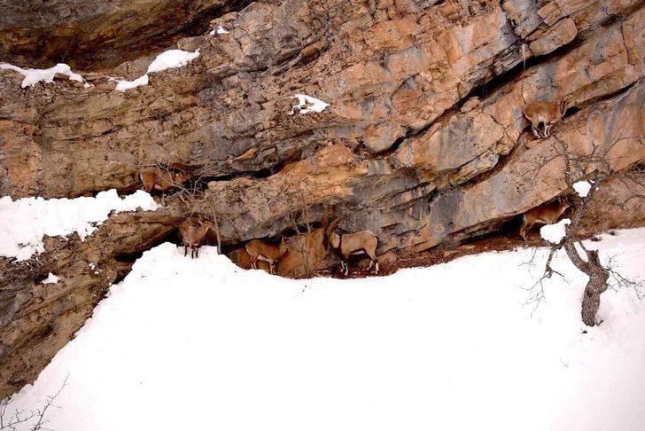 Kış manzarası büyüledi! Erzincan’da kartpostallık görüntüler oluştu, objektiflere yansıdı G3