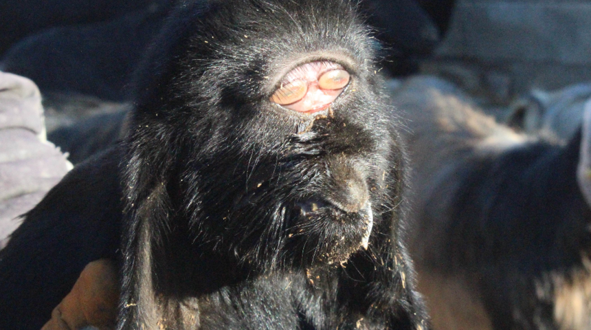Kilis’te şoke eden olay! Gözü alnında doğdu, sahibi neye uğradığını şaşırdı: Ürperdim 