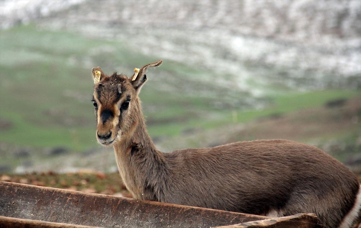 Hatay'daki dağ ceylanlarının evine 3 bin 600 konuk