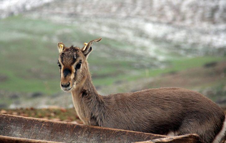 Hatay'daki dağ ceylanlarının evine 3 bin 600 konuk G1