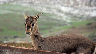 Hatay'daki dağ ceylanlarının evine 3 bin 600 konuk