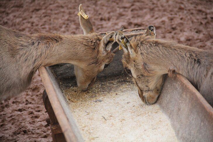Hatay'daki dağ ceylanlarının evine 3 bin 600 konuk G2