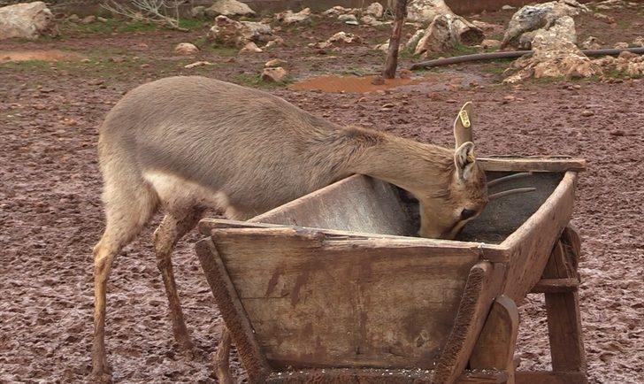 Hatay'daki dağ ceylanlarının evine 3 bin 600 konuk G3