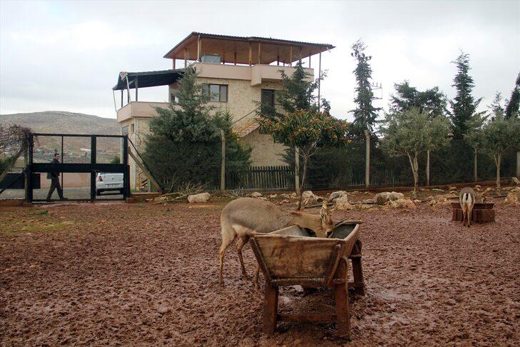 Hatay'daki dağ ceylanlarının evine 3 bin 600 konuk G4