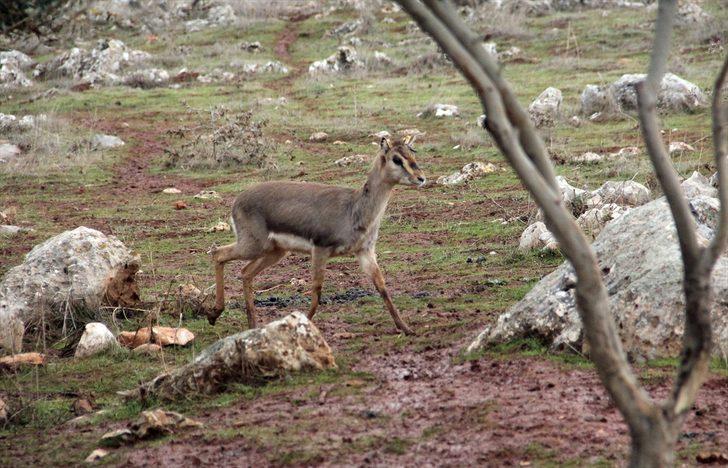 Hatay'daki dağ ceylanlarının evine 3 bin 600 konuk G5