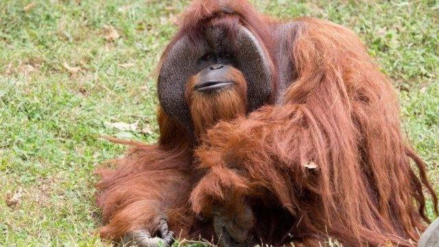 'Üniversiteye Giden Maymun' 39 yaşında öldü