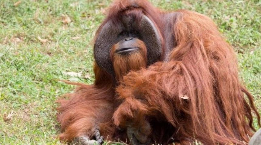 '&Uuml;niversiteye Giden Maymun' 39 yaşında &ouml;ld&uuml;