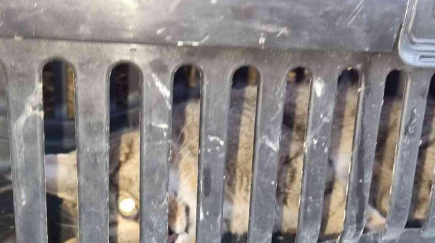 Zonguldak'ta görüldü! Nesli tükendi sanılıyordu