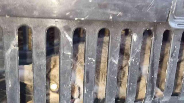 Zonguldak'ta görüldü! Nesli tükendi sanılıyordu