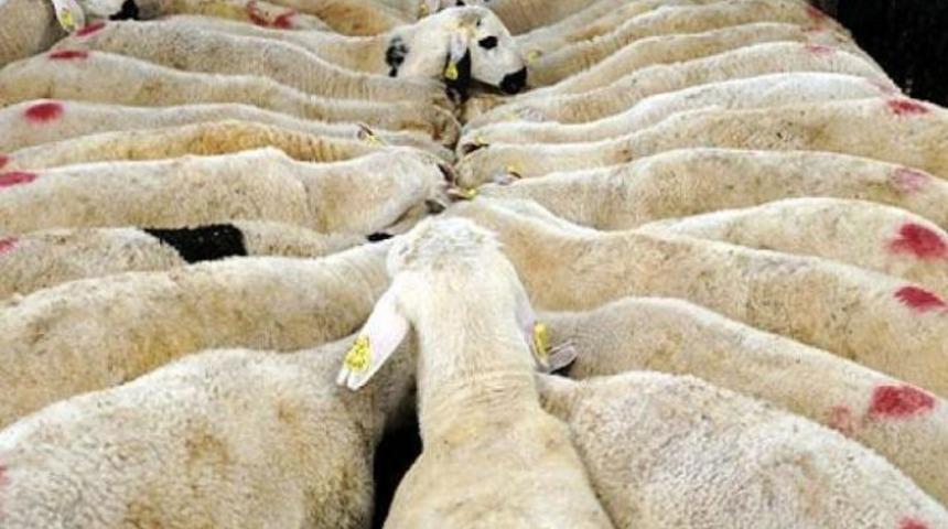 Bu yıl kurbanlık sıkıntısı yok