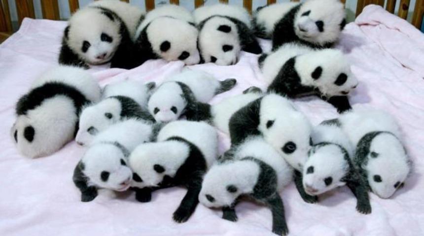 14 panda yavrusu birden