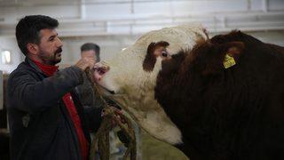 Spermini satarak 1,25 milyon lira gelir elde ettiler!