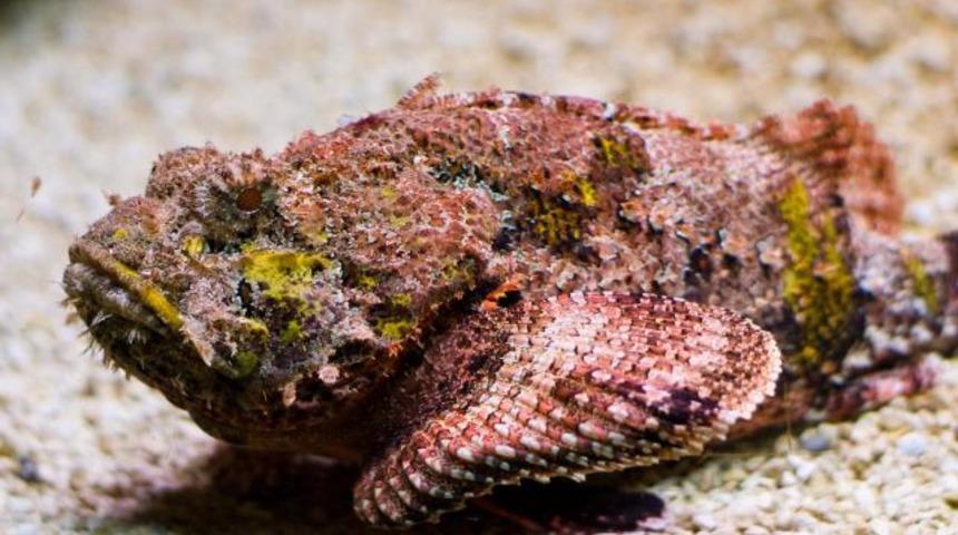 Bu balık kobradan bile zehirli