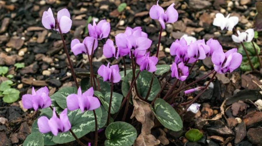 Birinci cemre ne zaman düşecek? 2022 birinci, ikinci ve üçüncü cemre nereye düşecek?