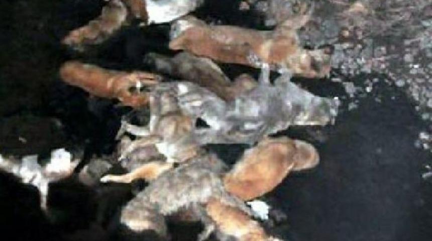 Sokak köpeklerini katledip dereye atmışlar