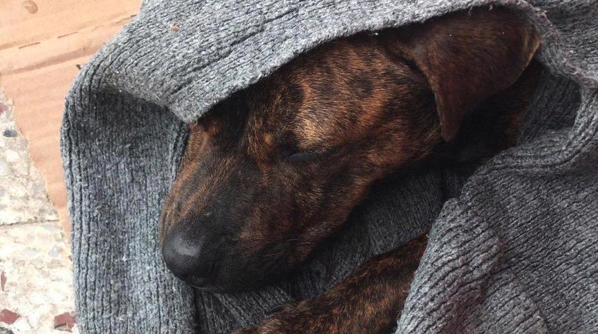 Denizli'den iğrenç haber! Köpeğin anüsünden gelen kan gerçeği ortaya çıkardı