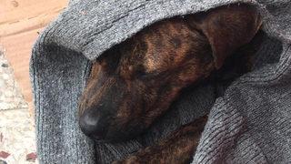 Denizli'den iğrenç haber! Köpeğin anüsünden gelen kan gerçeği ortaya çıkardı