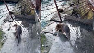 Eminönü’nde su samuru sürprizi! “İlk defa İstanbul’da böyle bir hayvan görüyoruz