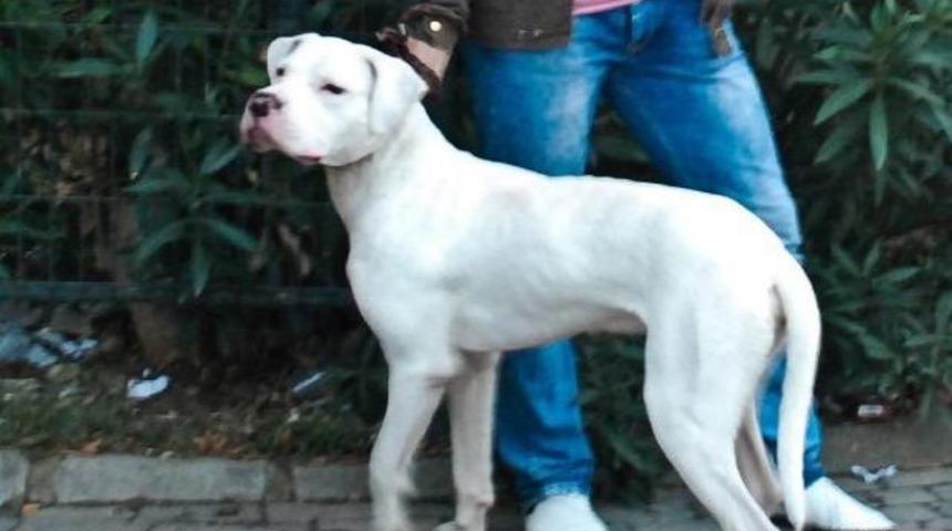 Bursa’da köpek dehşeti