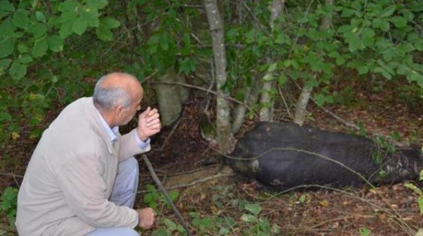 Ağlamamak elde değil