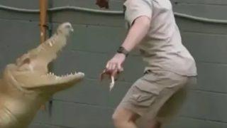 Şov yapmak isterken timsaha yem oluyordu! Arkadaşlarının yardımıyla zor kurtuldu