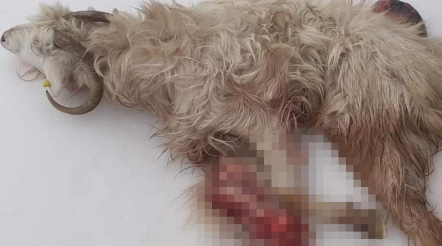 Denizlili çobanı şoke eden olay! Bir yıl içinde 2 kez oldu