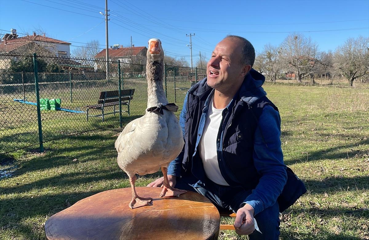 Sevgiyle b&uuml;y&uuml;tt&uuml;ğ&uuml; kazı "Cango"yu yanından ayırmıyor