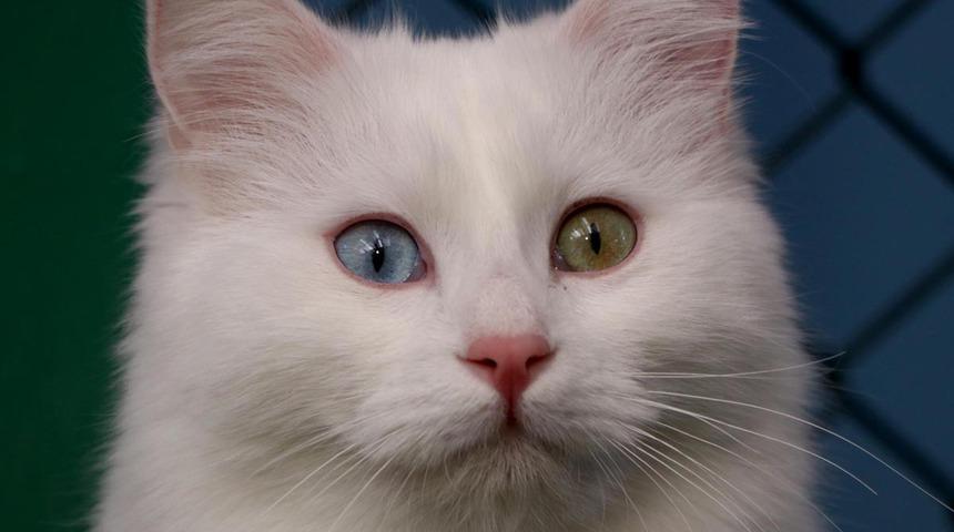 Kedilerde çiftleşme hazırlığı! Sakinleşmeleri için müzik