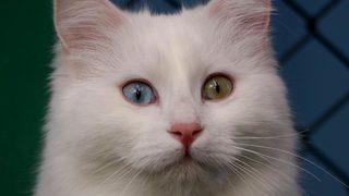 Kedilerde çiftleşme hazırlığı! Sakinleşmeleri için müzik