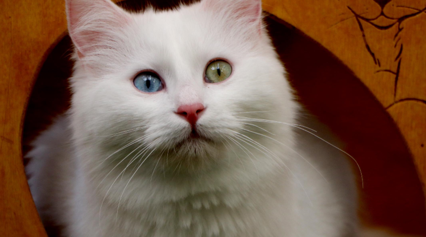 Her şey Van kedilerinin çiftleşmesi için! Özel oda bile hazırlandı