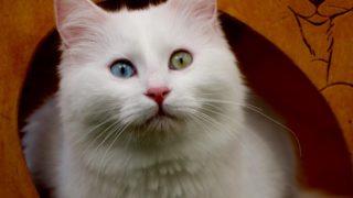 Her şey Van kedilerinin çiftleşmesi için! Özel oda bile hazırlandı