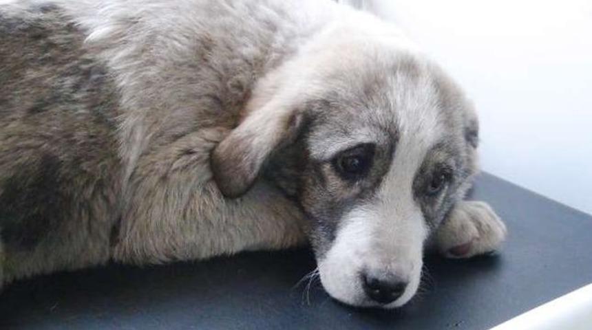 K&ouml;pek sahiplerini şoke eden karar