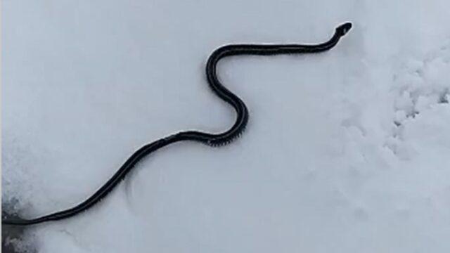 Kış ortasında şaşkına çeviren görüntü! Yılanların düzeni bozuldu... Teker teker ortaya çıkmaya başladılar