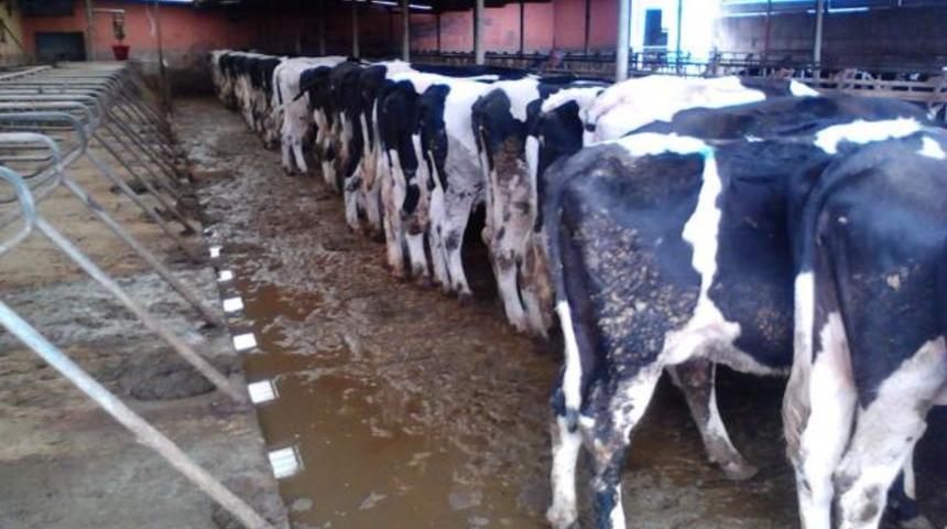 Kurbanlık Dana Fiyatları 