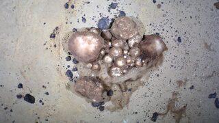 Kuzey Buz Denizi'nin derin sularındaki 'uzaylı benzeri' canlılar nasıl hayatta kalıyor?