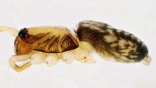 Dünyada sadece Kahramanmaraş'da yaşıyor! Yeni örümcek türü keşfedildi: Turkocranum