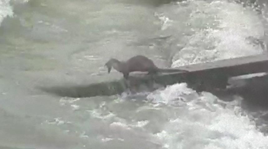 Kuşadası'nda heyecanlandıran anlar! Tatlı su samuru görüldü